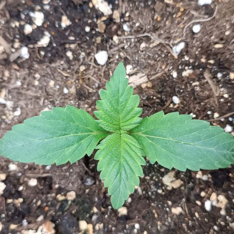 Spicy Temptation  growlog timeline photo