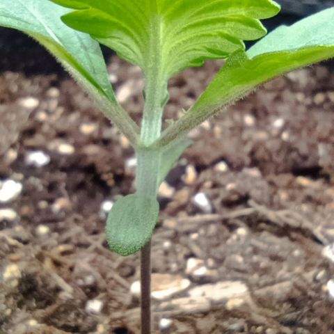 Spicy Temptation  growlog timeline photo