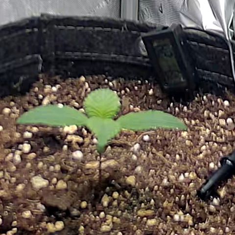 Spicy Temptation  growlog timeline photo