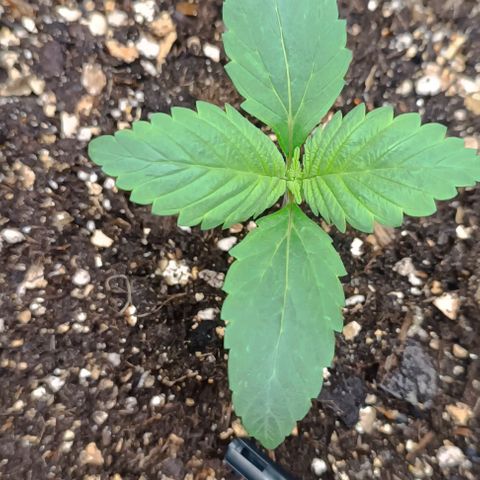 Spicy Temptation  growlog timeline photo