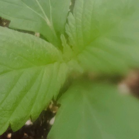 Spicy Temptation  growlog timeline photo