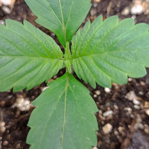 Spicy Temptation  growlog timeline photo