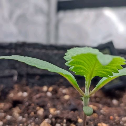 Spicy Temptation  growlog timeline photo