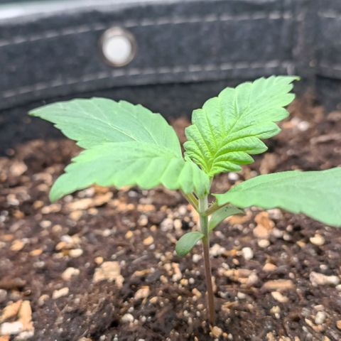 Spicy Temptation  growlog timeline photo