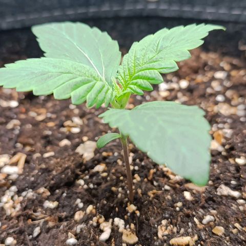 Spicy Temptation  growlog timeline photo