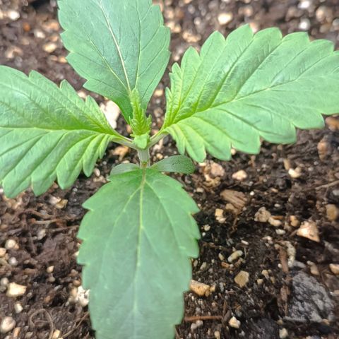 Spicy Temptation  growlog timeline photo