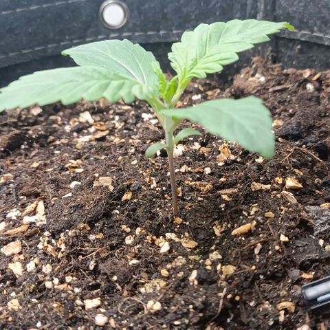 Spicy Temptation  growlog timeline photo