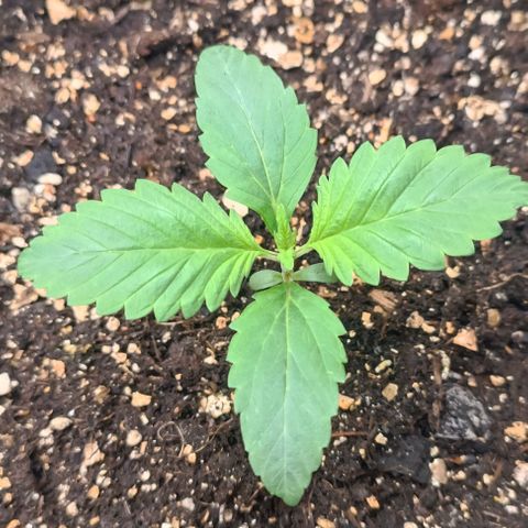Spicy Temptation  growlog timeline photo