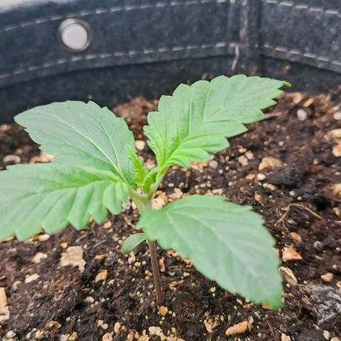 Spicy Temptation  growlog timeline photo