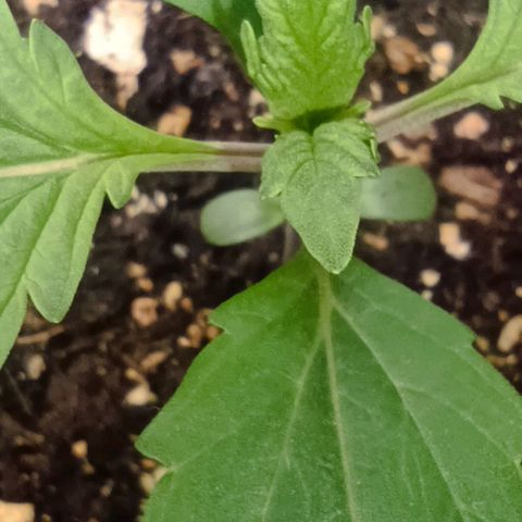 Spicy Temptation  growlog timeline photo