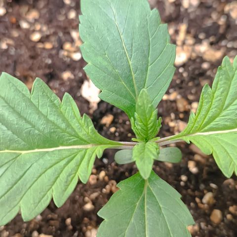Spicy Temptation  growlog timeline photo