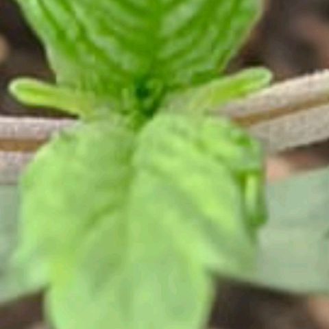 Spicy Temptation  growlog timeline photo