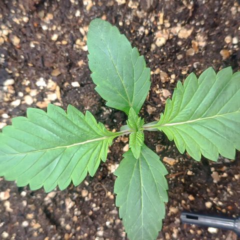 Spicy Temptation  growlog timeline photo