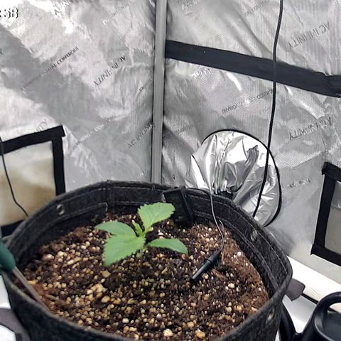 Spicy Temptation  growlog timeline photo