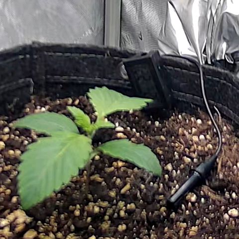 Spicy Temptation  growlog timeline photo