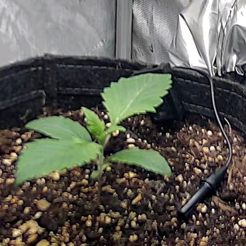 Spicy Temptation  growlog timeline photo