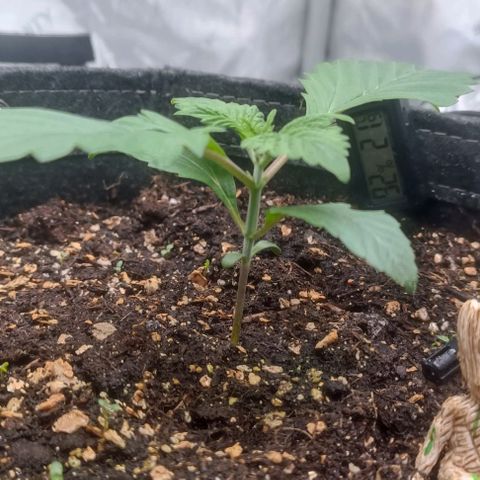 Spicy Temptation  growlog timeline photo
