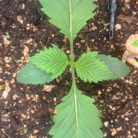 Spicy Temptation  growlog timeline photo