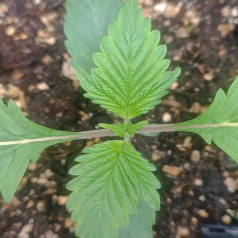 Spicy Temptation  growlog timeline photo