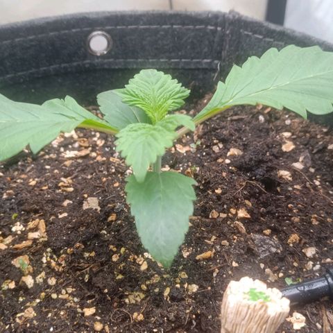 Spicy Temptation  growlog timeline photo