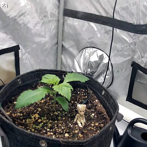 Spicy Temptation  growlog timeline photo