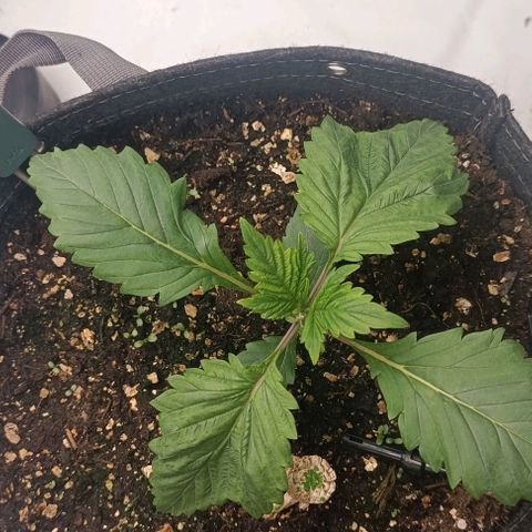 Spicy Temptation  growlog timeline photo