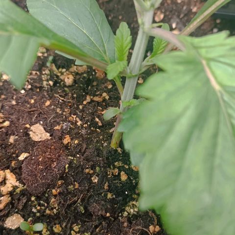 Spicy Temptation  growlog timeline photo