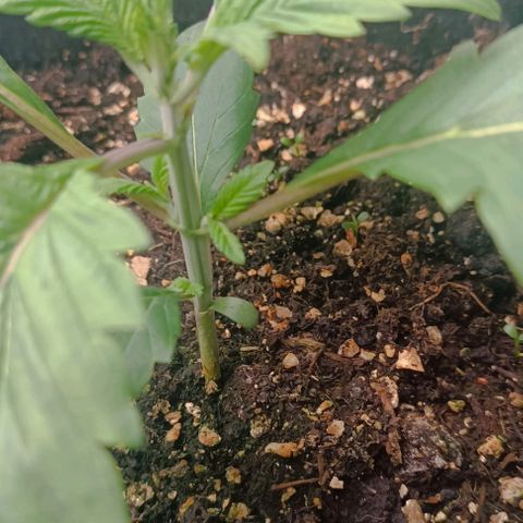 Spicy Temptation  growlog timeline photo