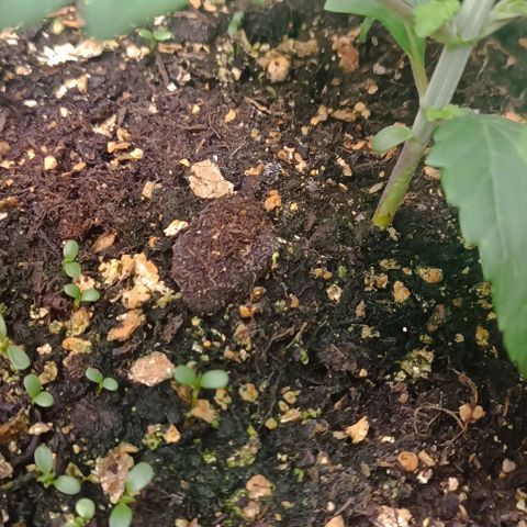Spicy Temptation  growlog timeline photo