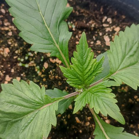 Spicy Temptation  growlog timeline photo