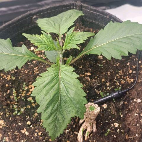 Spicy Temptation  growlog timeline photo