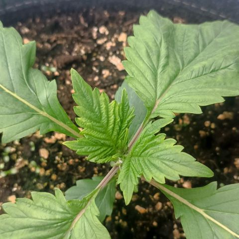 Spicy Temptation  growlog timeline photo