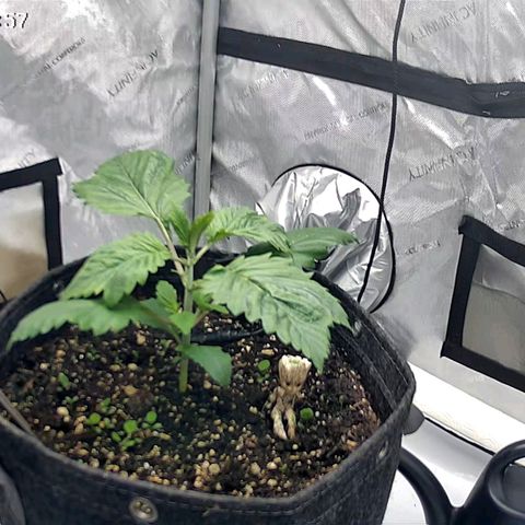 Spicy Temptation  growlog timeline photo