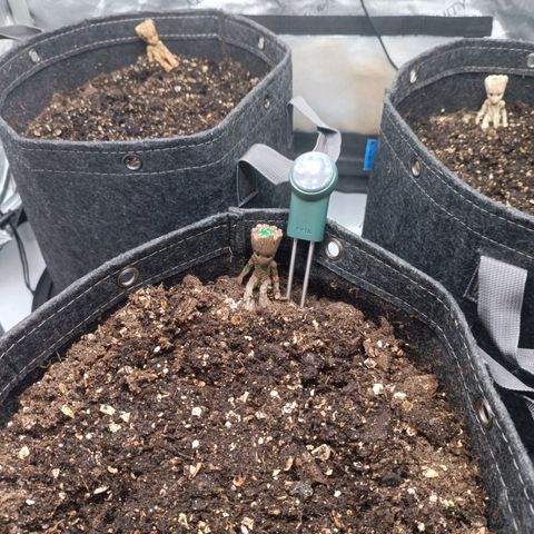 Purple Haze Auto #02. 06 growlog timeline photo