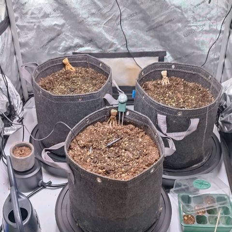 Purple Haze Auto #02. 06 growlog timeline photo