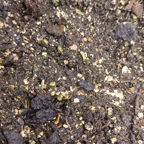 Purple Haze Auto #01. 10 growlog timeline photo