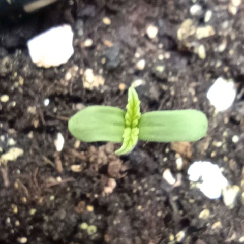 Purple Haze Auto #02. 06 growlog timeline photo