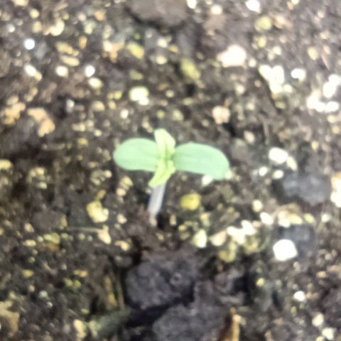 Purple Haze Auto #01. 10 growlog timeline photo