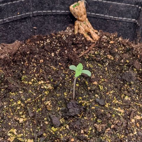 Purple Haze Auto #01. 10 growlog timeline photo