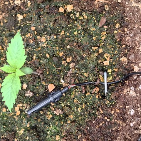 Purple Haze Auto #02. 06 growlog timeline photo