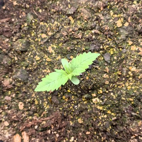 Purple Haze Auto #01. 10 growlog timeline photo