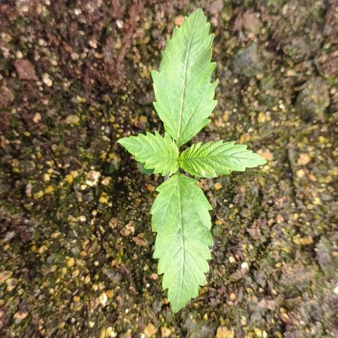 Purple Haze Auto #01. 10 growlog timeline photo