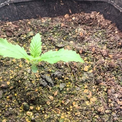 Purple Haze Auto #01. 10 growlog timeline photo