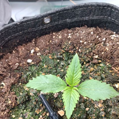 Purple Haze Auto #02. 06 growlog timeline photo