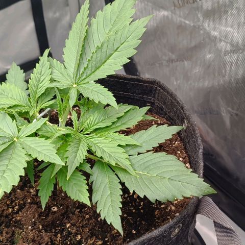 Purple Haze Auto #02. 06 growlog timeline photo