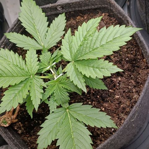 Purple Haze Auto #01. 10 growlog timeline photo