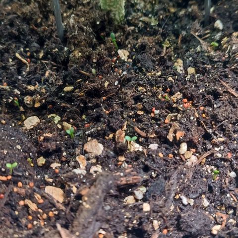 Purple Haze Auto #02. 06 growlog timeline photo