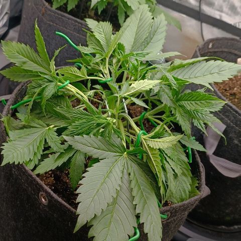 Purple Haze Auto #02. 06 growlog timeline photo