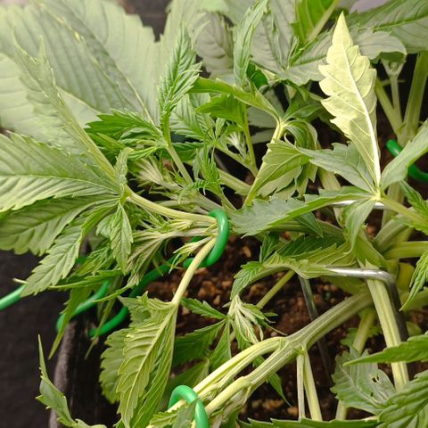 Purple Haze Auto #02. 06 growlog timeline photo