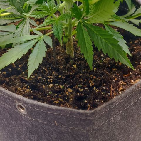 Purple Haze Auto #02. 06 growlog timeline photo